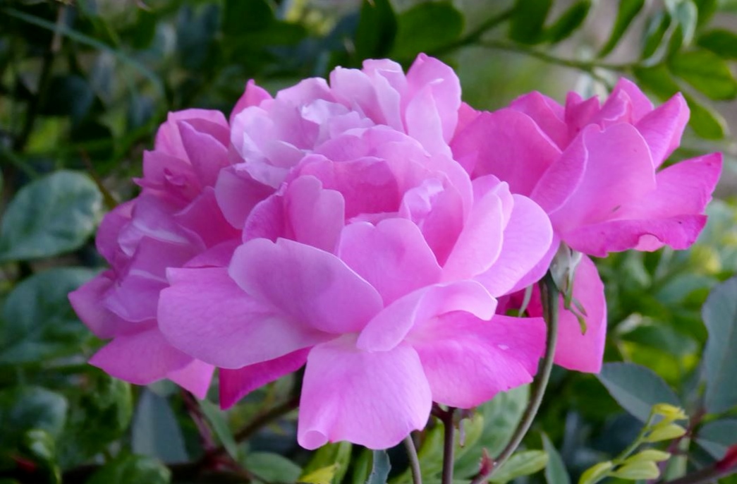 Light Pink Flower with Many Petals Likely a Camellia.JPG