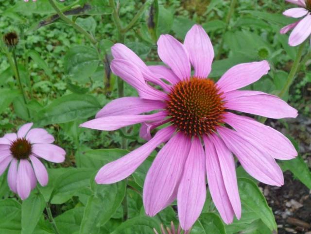 Pink Daisy-like Flower with Black Center with Orange Spikes.JPG