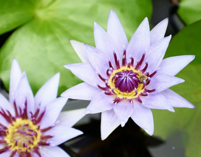 Light Pink Lotus with Purple and Yellow Center.JPG