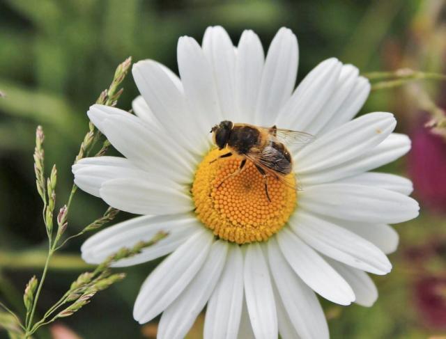 Bee on White Daisy with Orange Center.JPG