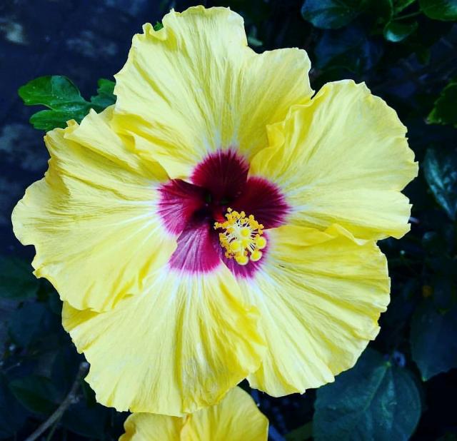 Yellow Hibiscus with Red Center.JPG