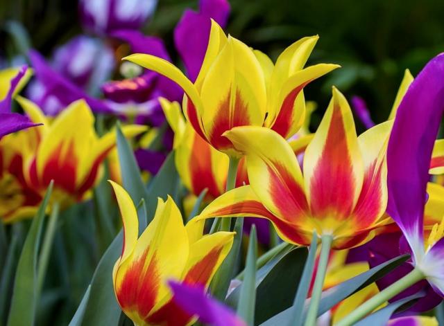 Flame-like Yellow & Red Tulips.JPG