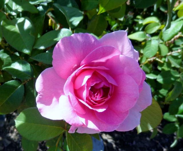 Gertrude Jekyll Rose in Pink Large Petals.JPG