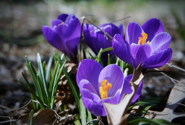 Trio of Purple Tulips with Orange Stamen.JPG
