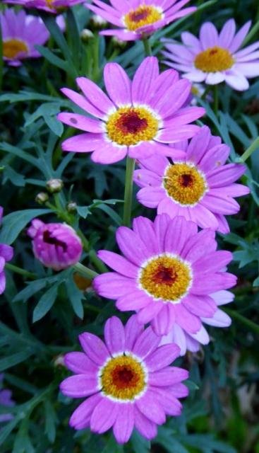 Pink Daisy Flowers with Yellow Orange Center.JPG