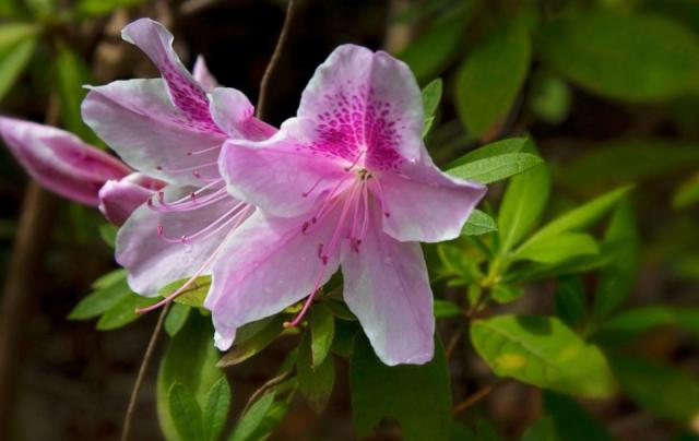 Pink Hibiscus Flowers with Multiple Staman with Dew on Petals.JPG