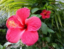 Red Hibiscus Flowers of South Eastern Asia.JPG