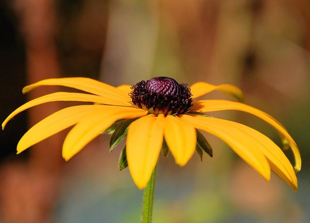 daisy flower with black eyey.jpg