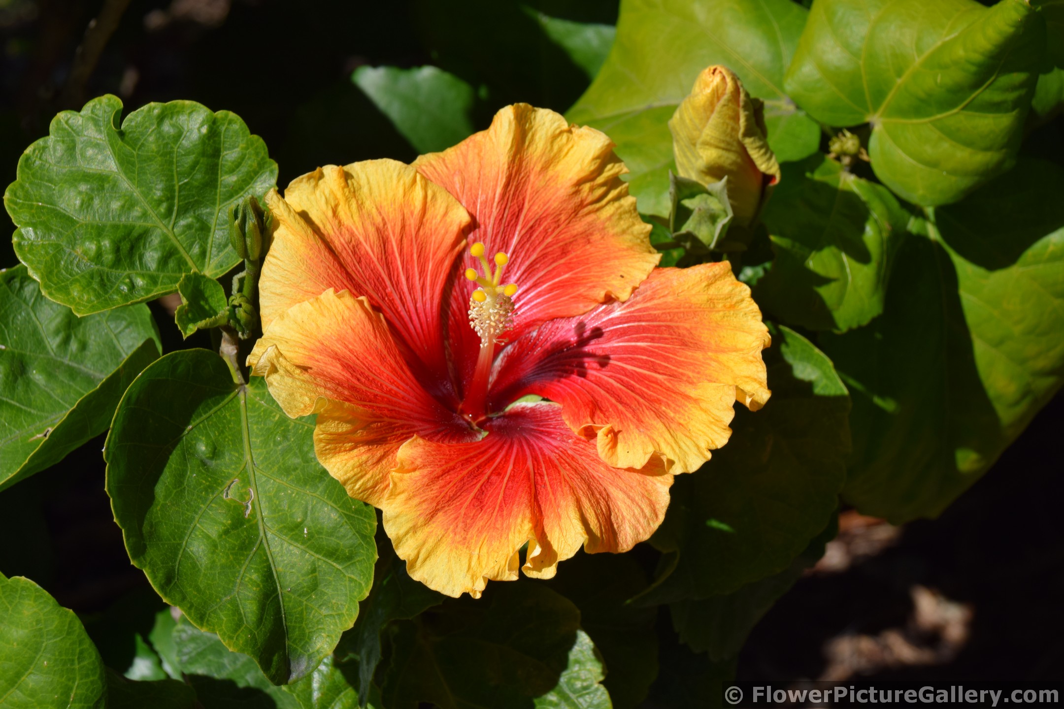 Hibiscus rosa-sinensis Silver Memories Flower in Orange and Red