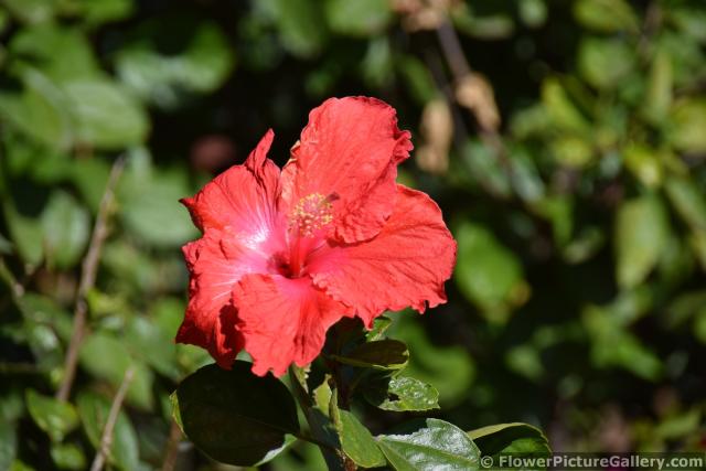 Red Hibiscus Flower of San Diego California