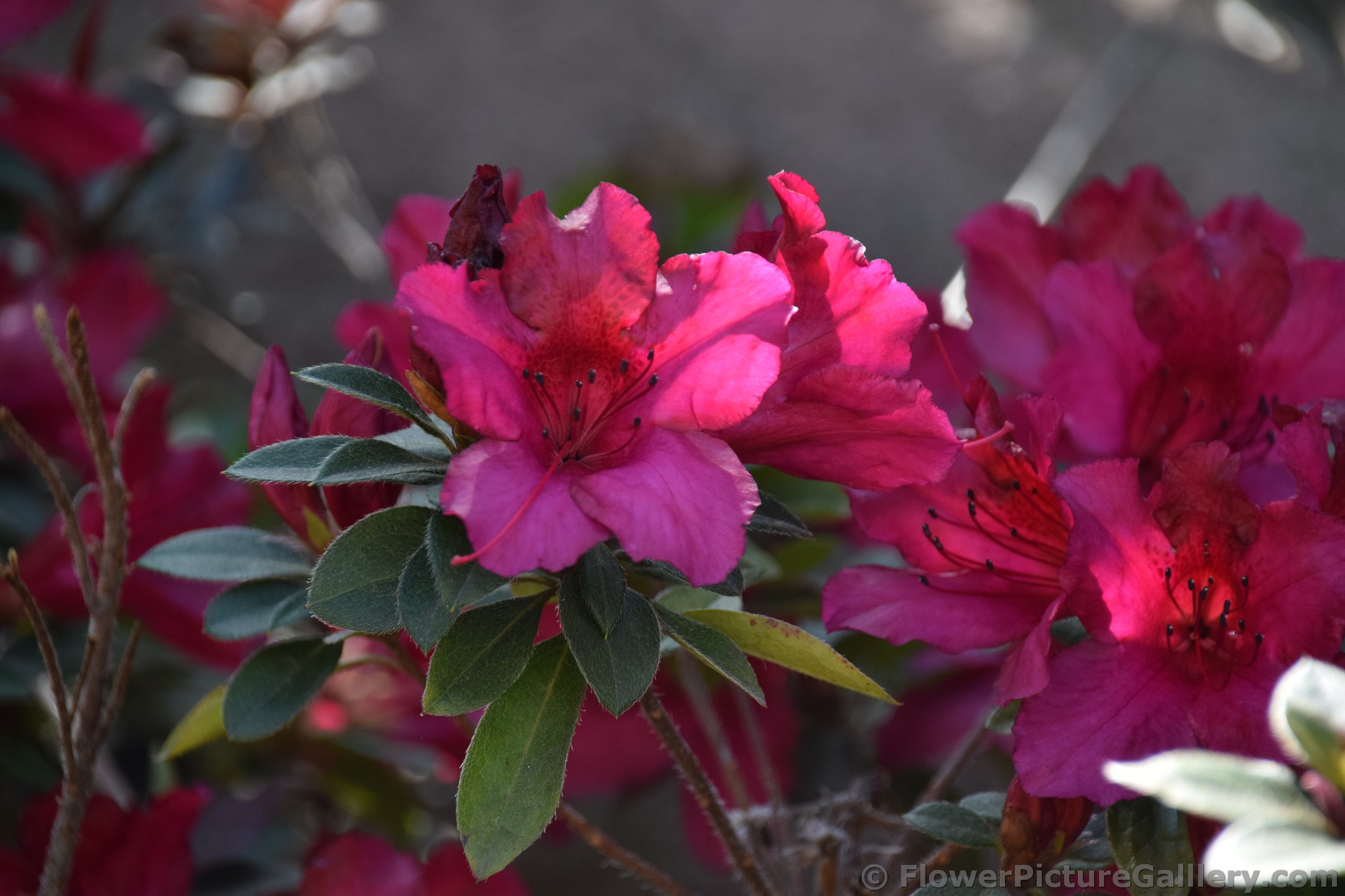 Ginkgo Biloba Flower in Pink of San Diego.jpg