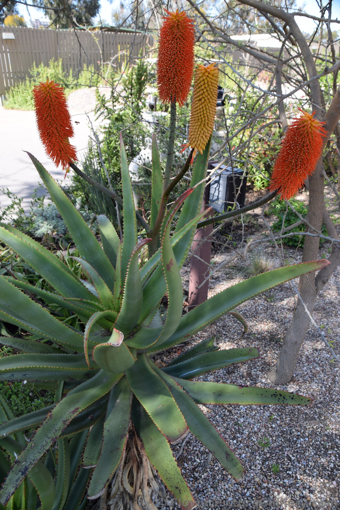 Aloe Flowers in Orange and Yellow seen in San Diego.jpg