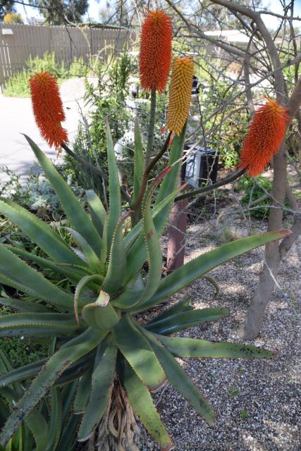 Aloe Flowers in Orange and Yellow seen in San Diego.jpg