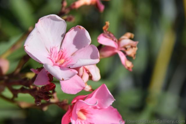 Pink Oleander flower at Cabo san Lucas Mexico.jpg