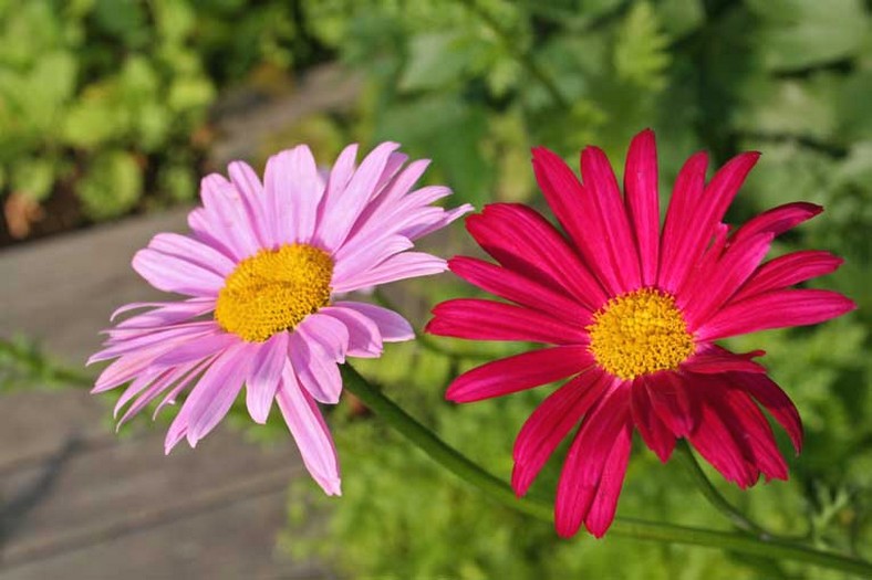 daisy flower types.jpg