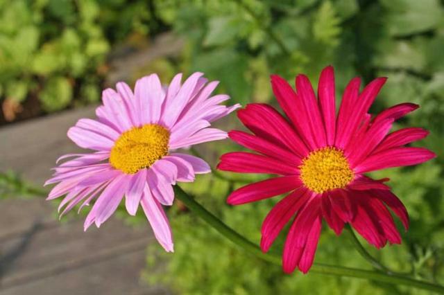 daisy flower types.jpg