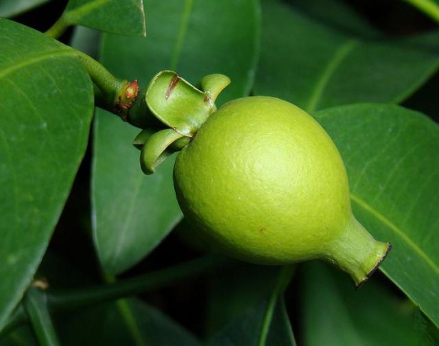 Unripe Mangosteen Fruit hanging from the tree