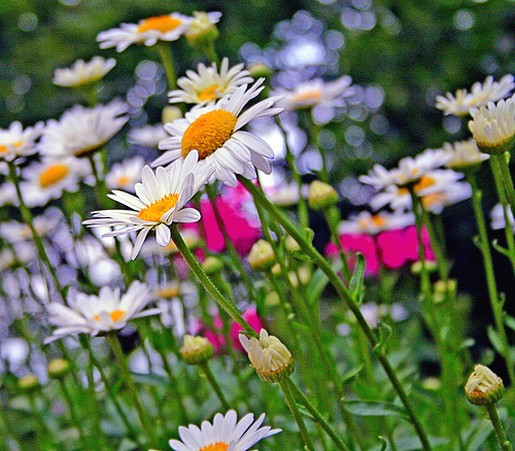 daisy flower plants.jpg