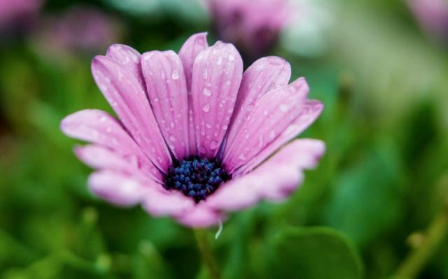 Light Purple Daisy Flower with Rain Drops.JPG