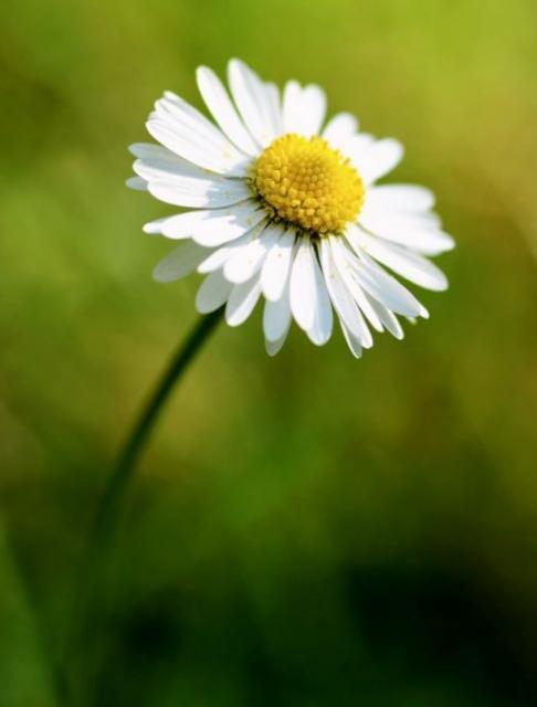 White Daisy Flower with Yellow Center with Blurred Out Background.JPG