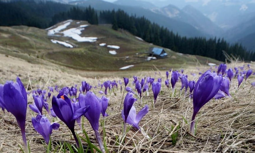 Purple Crocus Flowers Field in Mountainous Landscape.JPG