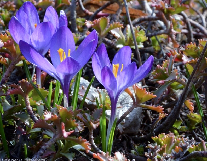 Purple Crocus Flowers Trio with Yellow Center.JPG