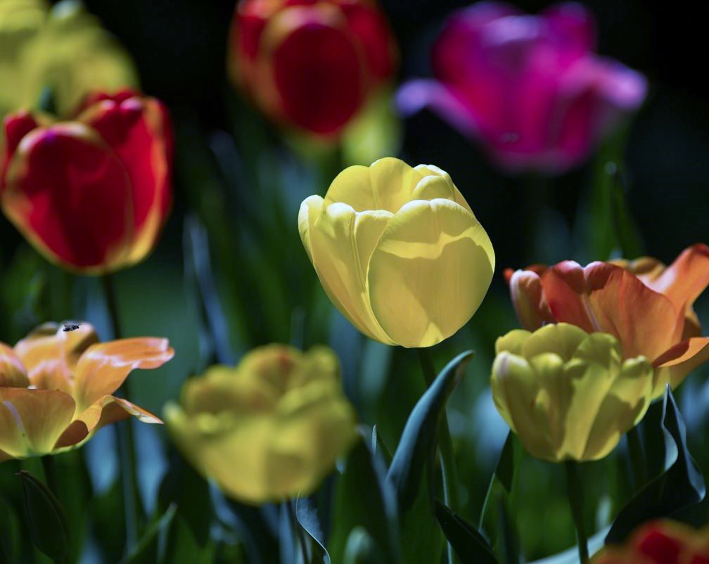 Yellow Tulip with Shadows next to Red and Orange Ones.JPG