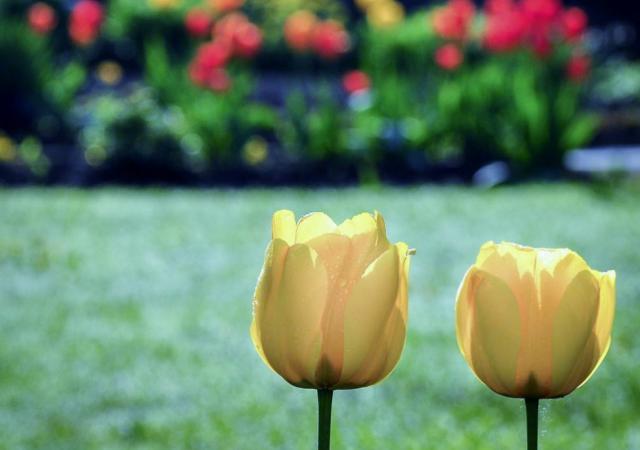 Two Yellow Tulips with a Flower Garden in the Background.JPG