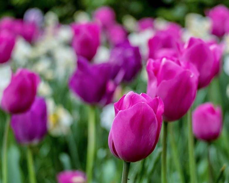 Bright Pink Tulips Field.JPG