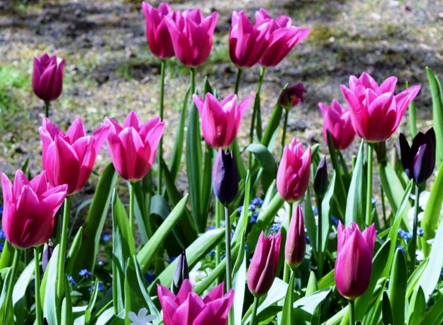Field of Magenta Pink Tulips with Some Black Ones.JPG