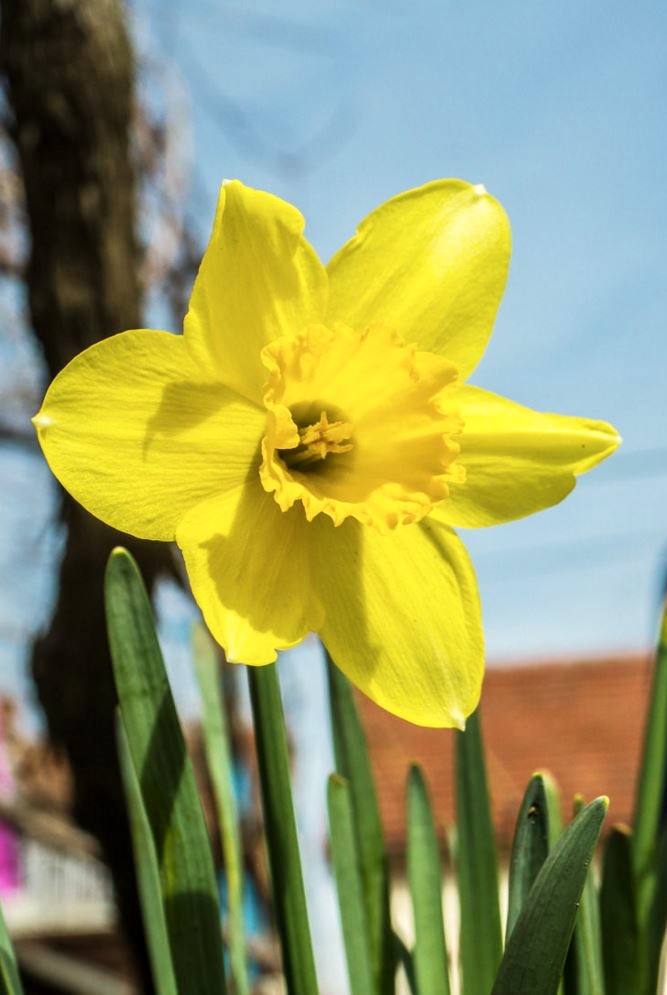 Yellow Daffodil Flower Close Up.JPG