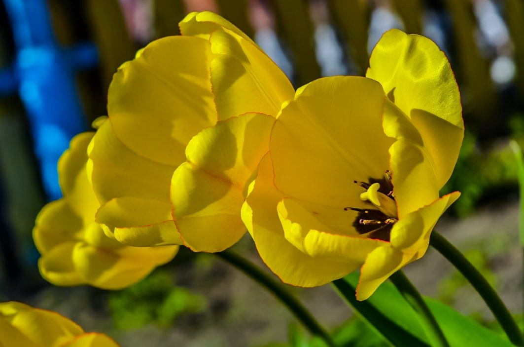Russian Yellow Tulips Close-Up View.JPG