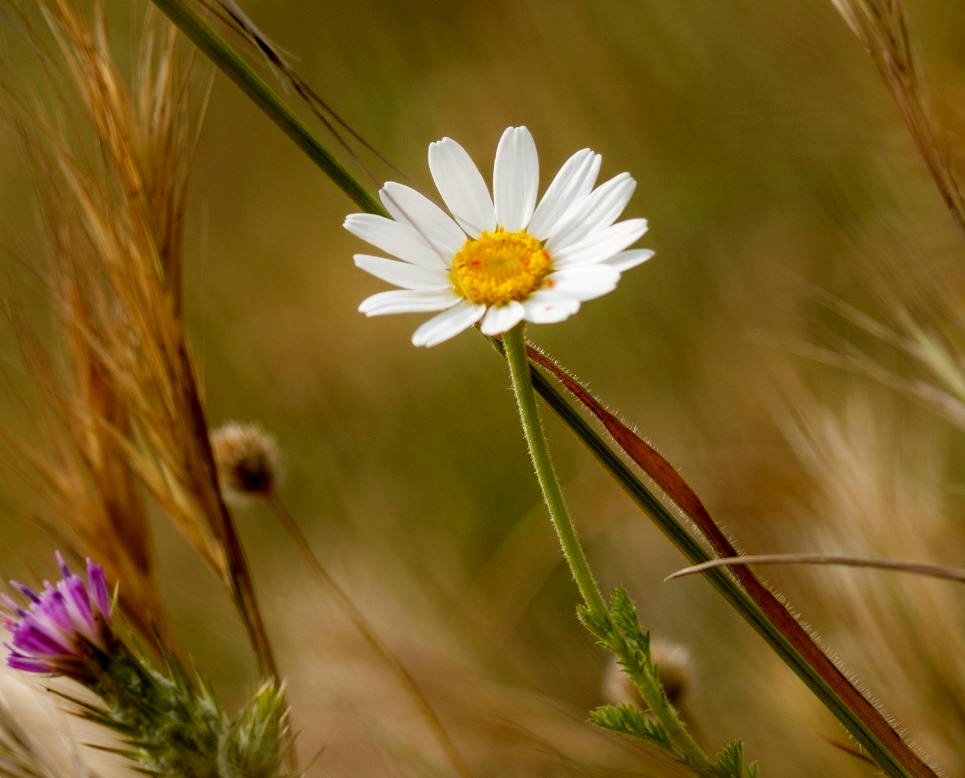 White Daisy Flower In the Wild with Yellow Center.JPG