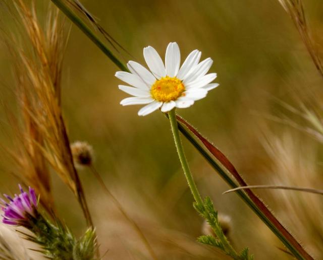 White Daisy Flower In the Wild with Yellow Center.JPG