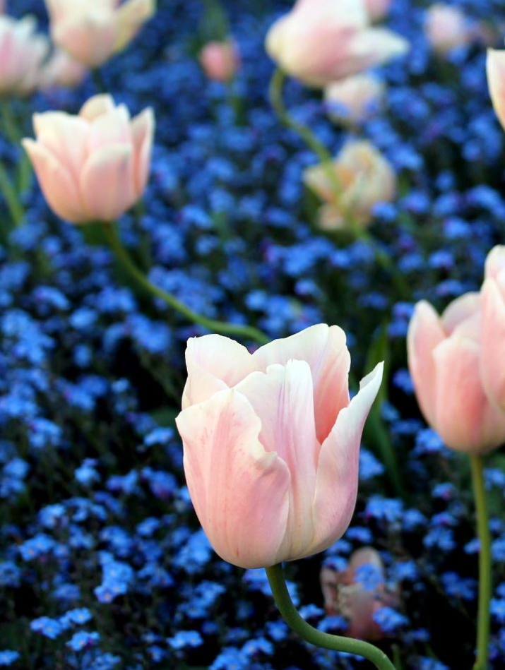 Light Pink Tulips Amongst Field of Blue Flowers.JPG