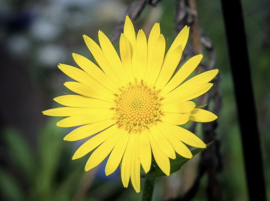 Bright Yellow Daisy with Yellow Center Close Up.JPG