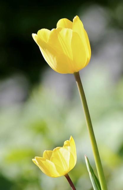 Pair of Yellow Tulips with Blurred Background.JPG