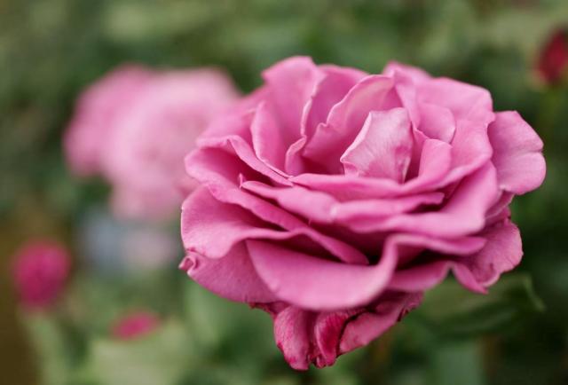 Hot Pink Rose Close-Up with Blurred Background.JPG