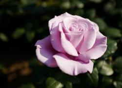 Beautiful Light Pink Rose with Green Leaves in Background.JPG
