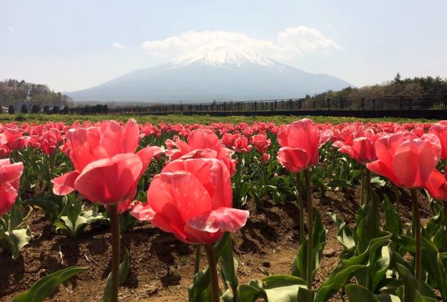 Field of Red Tulips with Snow-Capped Mountain in the Background in Japan.JPG
