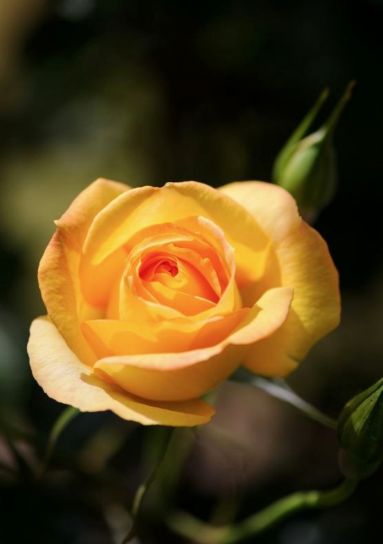 Orange Rose Close-Up View with Blurred Background.JPG