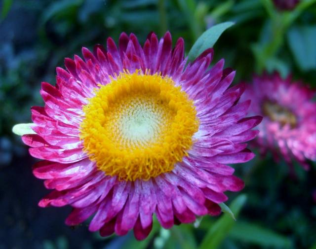 Sempervivum Houseleek Exotic Flower in Pink with Bright Yellow Center.JPG