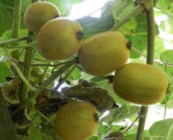 Kiwi Fruits Tree Pictures