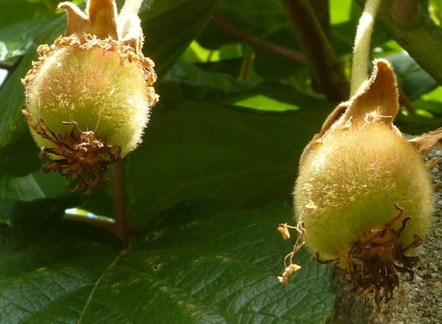 Baby kiwi fruits