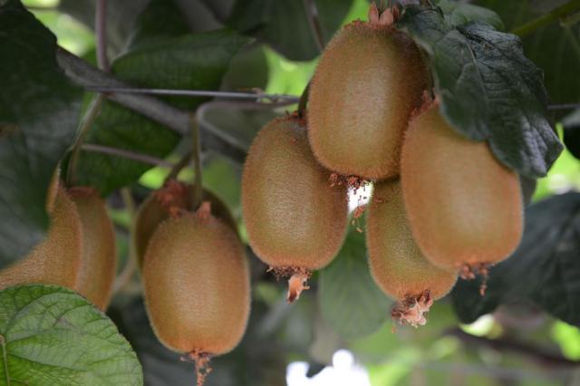 Beautiful brown fruits on kiwi tree