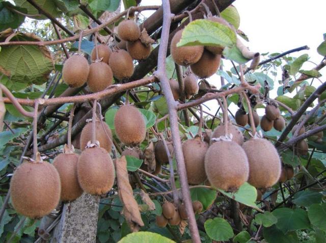 Brown fury kiwi fruit tree