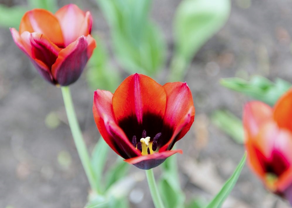 Red Tulips with Black Center.JPG