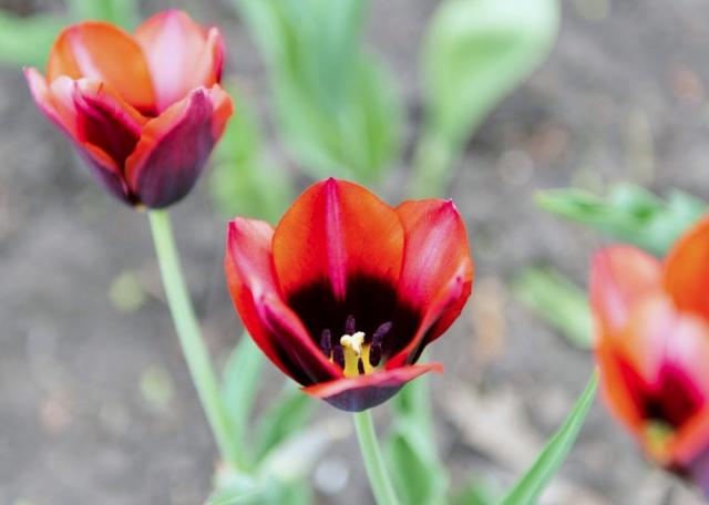 Red Tulips with Black Center.JPG