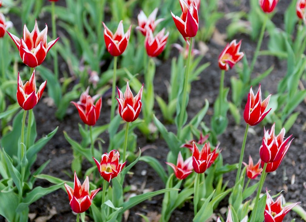 Flame-like Tulips Garden.JPG