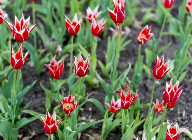 Flame-like Tulips Garden.JPG